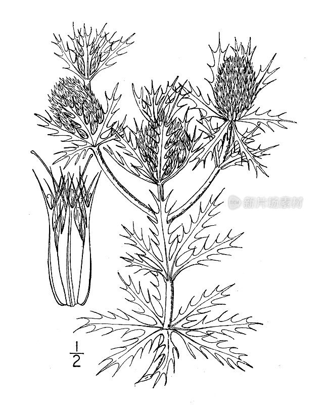 古董植物学植物插图:Eryngium Leavenworthii, Leavenworth的Eryngo